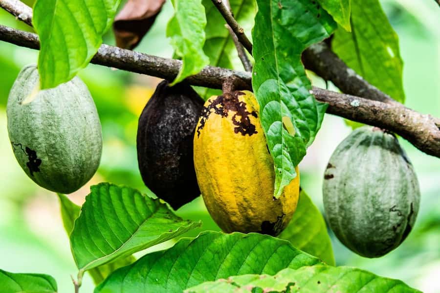 Visit Aburi Garden, Tetteh Quarshie Cocoa Farm & Waterfall - From Accra to Aburi Hills: the morning setup