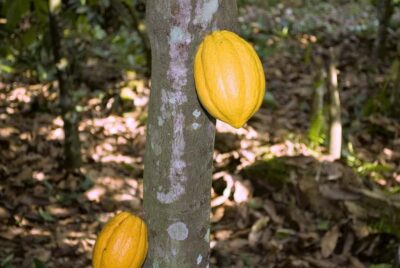 Visit Aburi Garden, Tetteh Quarshie Cocoa Farm & Waterfall - Walking Aburi Botanical Gardens (and finding the craft village)