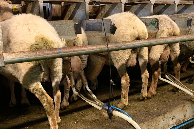 Visit San Sebastian and a Family Cheese Farm with Tasting (From Bilbao) - Walking San Sebastián: La Concha, the Comb of the Wind, and Old Town