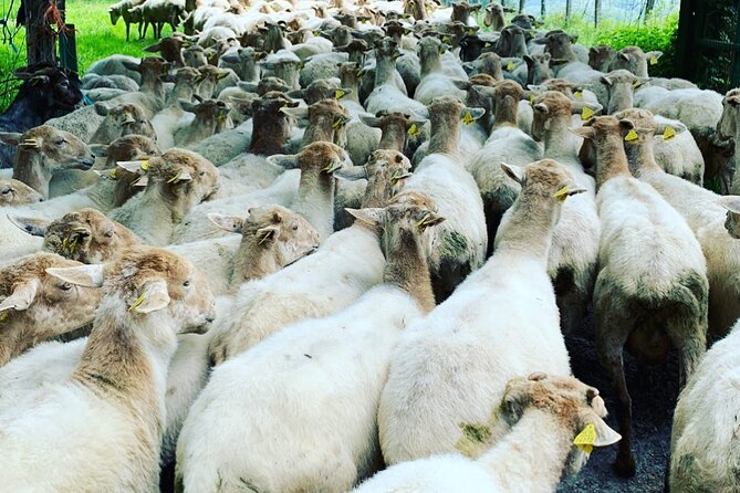 Visit San Sebastian and a Family Cheese Farm with Tasting (From Bilbao) - Who This Tour Fits Best (and When to Skip)