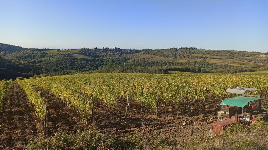 Visit Siena and San Gimignano with lunch at a family farm - What the wine tasting actually includes (and how to pace it)