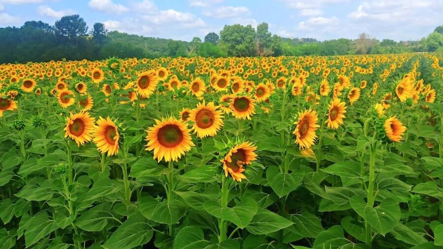 Visit Siena and San Gimignano with lunch at a family farm - Who this private Siena and San Gimignano tour suits best