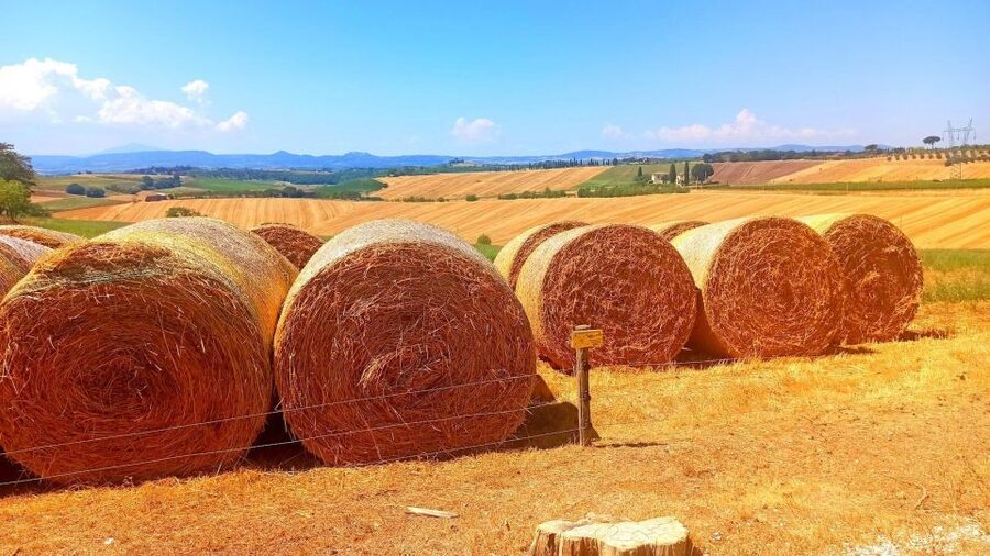 Visit Siena and San Gimignano with lunch at a family farm - Florence pickup, timing, and how the private minivan changes the day