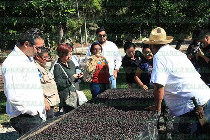 Visit to Coffee Farm with Tasting in Coatepec - Coffee tasting of four varieties: your chance to choose