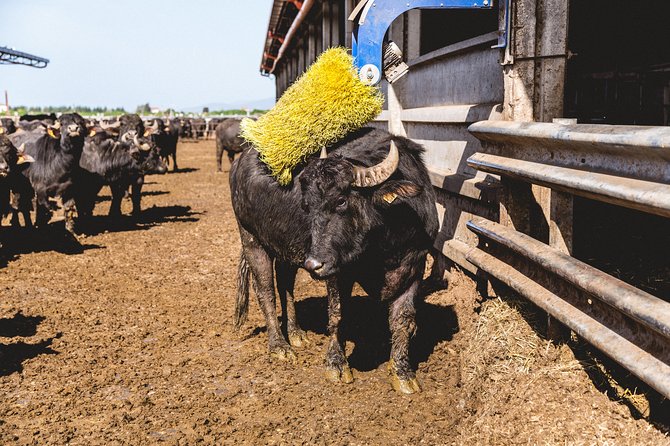 Visit to the Bufale and Dairy farm with cheese tasting - Key things to know before you go