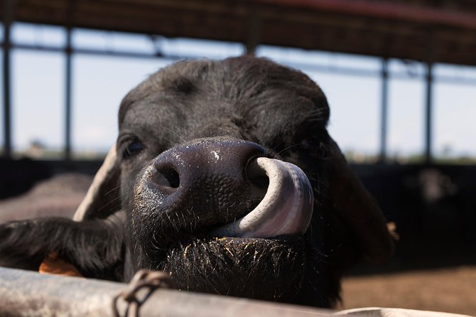 Visit to the Bufale and Dairy farm with cheese tasting - La Maremmana buffalo farm: what this visit is really about