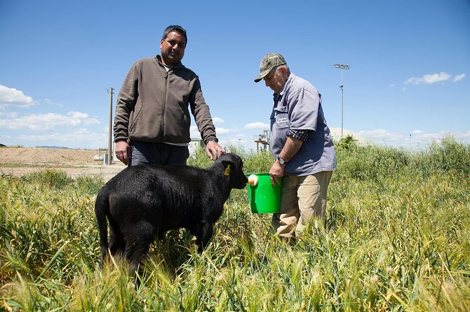 Visit to the Bufale and Dairy farm with cheese tasting - Price and value: assessing $78.19 for 1.5 hours