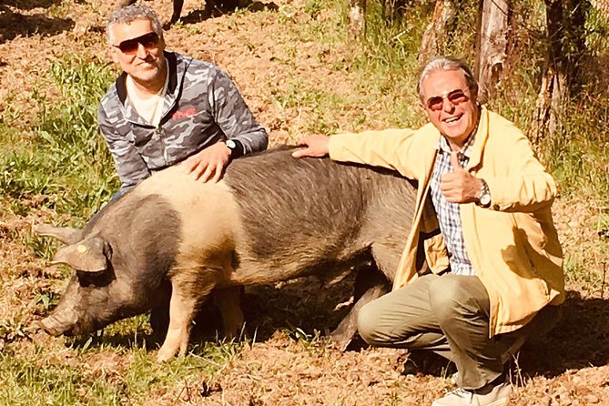 Visit to the Cinta Senese farm in Montepulciano - A Family-Run Cinta Senese Farm Near Montepulciano