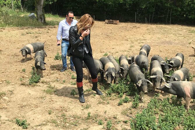 Visit to the Cinta Senese farm in Montepulciano - Best Fit: Families, Food Lovers, and Curious Tuscany Travelers
