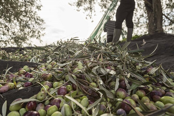 Visit to the olive grove, oil tasting and lunch at the farm - Terra Surti near Sortino: what the 2 hours really feels like