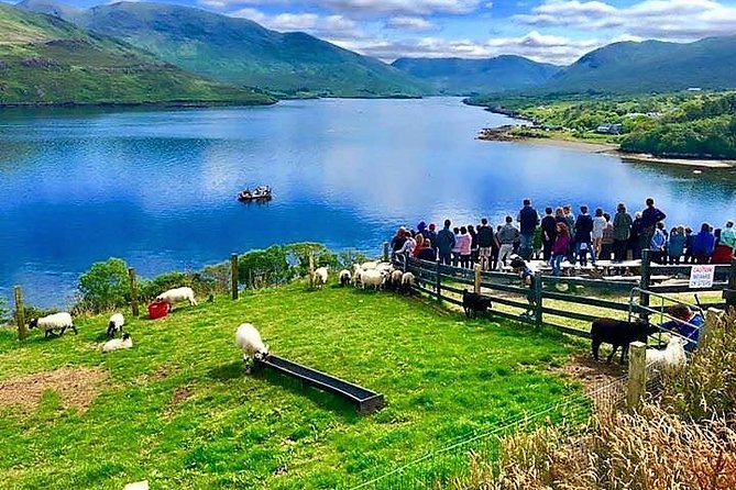 Visit traditional working sheep farm with sheepdog demo. Galway. - Meet Tom at the working sheep farm, then get suited up