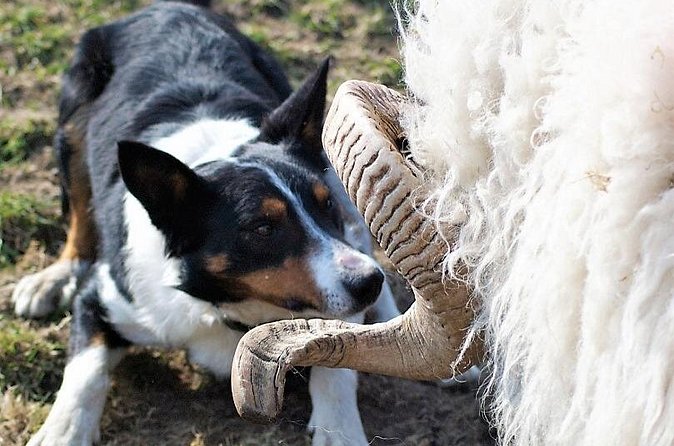 Visit traditional working sheep farm with sheepdog demo. Galway. - Hand shearing in June to August: see the old way