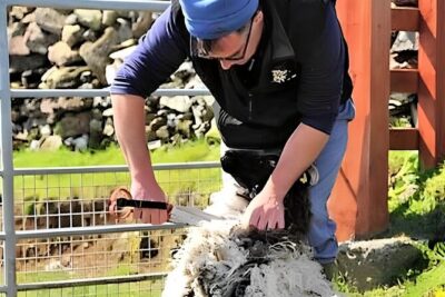 Visit traditional working sheep farm with sheepdog demo. Galway. - Rex the sheepdog herding demo: where the real magic happens