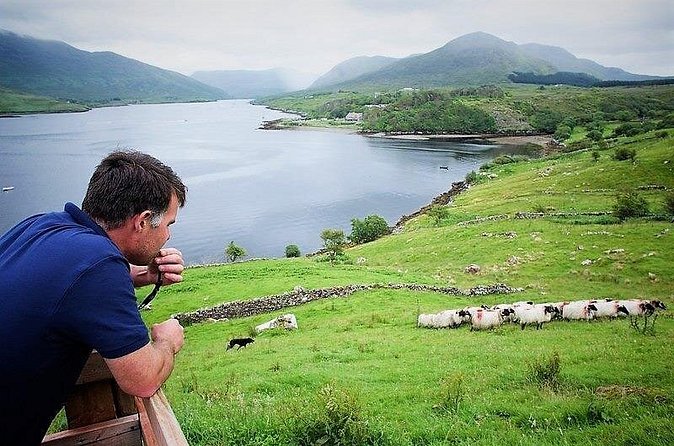 Visit traditional working sheep farm with sheepdog demo. Galway. - Bottle-feeding lambs (when they’re around) and trying bog cutting
