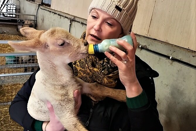 Visit traditional working sheep farm with sheepdog demo. Galway. - Stop 1: Killary Fjord views from the mountain farm