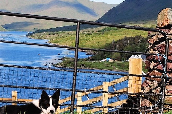 Visit traditional working sheep farm with sheepdog demo. Galway. - Timing, group size, and what $24.45 buys you