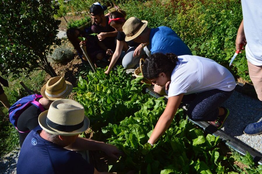 Volos: Cook Like a Local at a Greek Farm - Cooking at the wood-fired oven: where the lesson becomes real