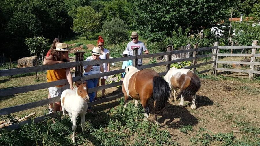 Volos: Cook Like a Local at a Greek Farm - Price and value: is $113 per person worth it?