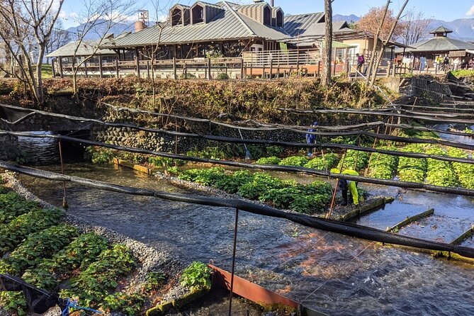 Wasabi Farm Walking Tour & Lunch - The farm walk at Daio Wasabi Farm: fields plus context
