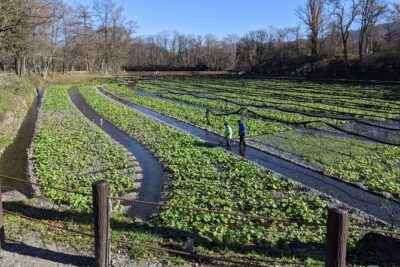 Wasabi Farm Walking Tour & Lunch - Arriving at Daio Wasabi Farm: what to know before you go