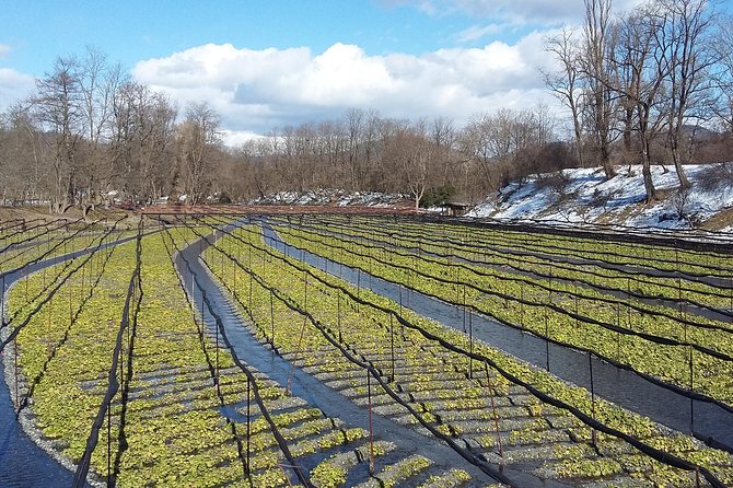Wasabi Farm Walking Tour & Lunch - Lunch with Shinshu soba and miso: the wasabi taste test