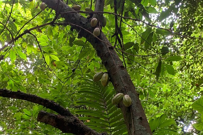 Welchman Hall Gully, Hunte’s Garden and Peg Farm Family Day - Stop 2: Welchman Hall Gully shaded trail and the green monkey hunt