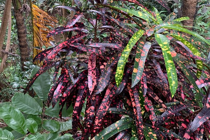 Welchman Hall Gully, Hunte’s Garden and Peg Farm Family Day - Getting the most out of the day: practical tips you’ll thank yourself for