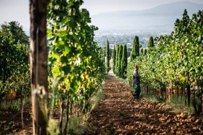 Wine and olive oil tasting & farm tour - Panoramic tasting room: 1 olive oil and 5 wines