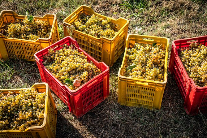 Wine and olive oil tasting & farm tour - Small-group size: max 12, and sometimes it feels like your own tour