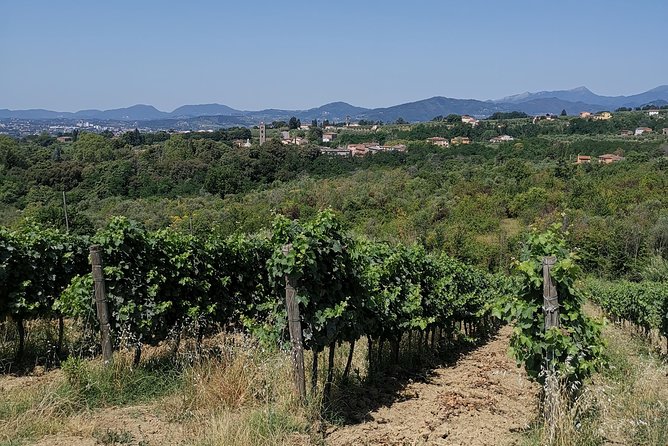 Wine and olive oil tasting & farm tour - Value at $43.25: what you’re paying for