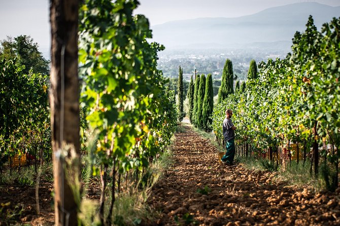 Wine and olive oil tasting & farm tour - Panoramic tasting room: 1 olive oil and 5 wines