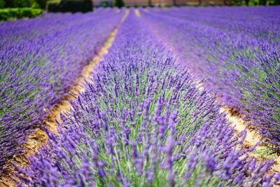 Wine Tasting and lavender Farm Tours - Guide Moment: Harvey’s Stories and Why They Make the Day Easier