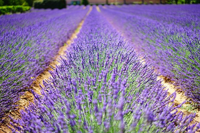 Wine Tasting and lavender Farm Tours - Guide Moment: Harvey’s Stories and Why They Make the Day Easier