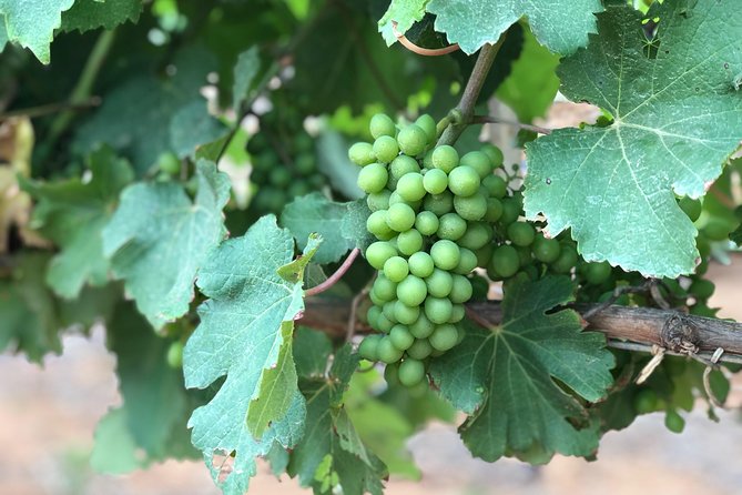Wine Tasting, Cape Dutch Farm and Art Day Tour from Cape Town - Price and value: what you’re really paying for at $186.22