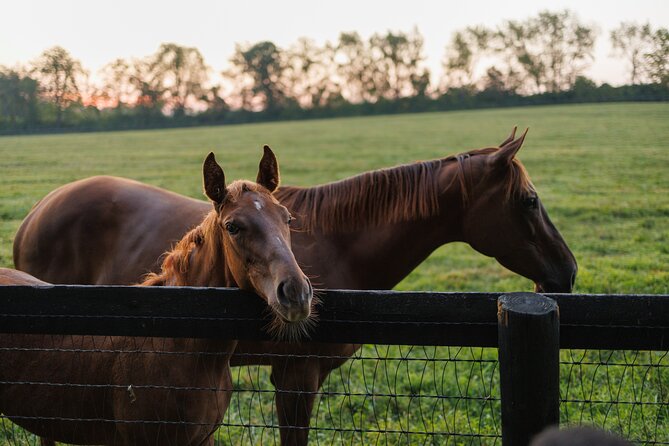 Woodford Reserve, Kismet Thoroughbred Farm & Whiskey Thief - Guides and Small-Group Energy: How You Get Real Value