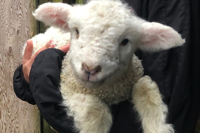 Wool Sheep Farm Experience with Handmade Wool Hat in New Zealand - Choosing Your Handmade Wooly Hat: The Take-Home That Makes It Worth It