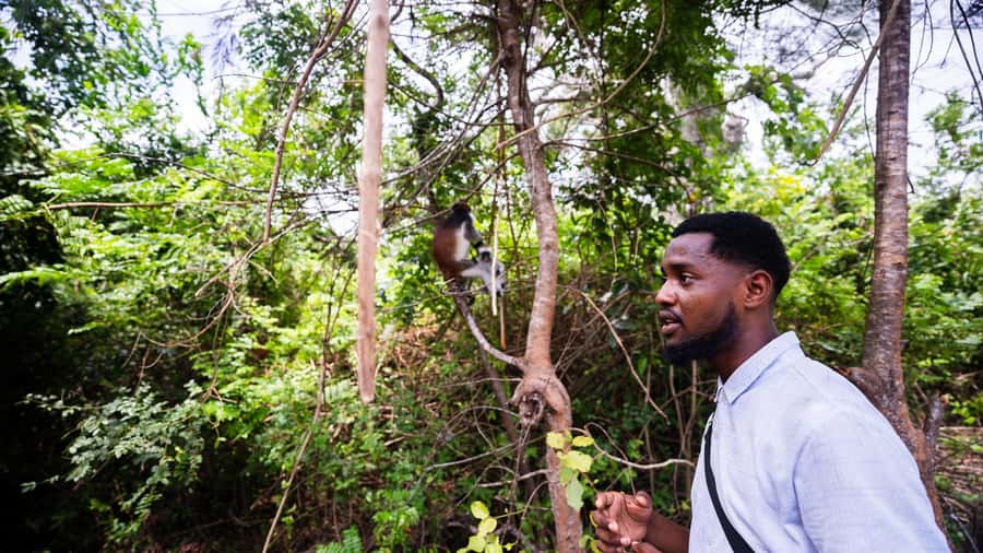 Zanzibar: Day Jozani Forest,Spice Farm,Nature and Savor Tour - Entering Jozani Forest: Mature Hardwood, Mangroves, and Real Monkey Time
