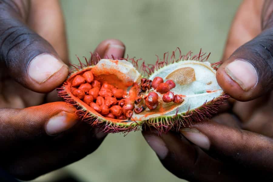 Zanzibar: Day Jozani Forest,Spice Farm,Nature and Savor Tour - The Boardwalk Moment: Why Mangroves Are Not Just Scenery
