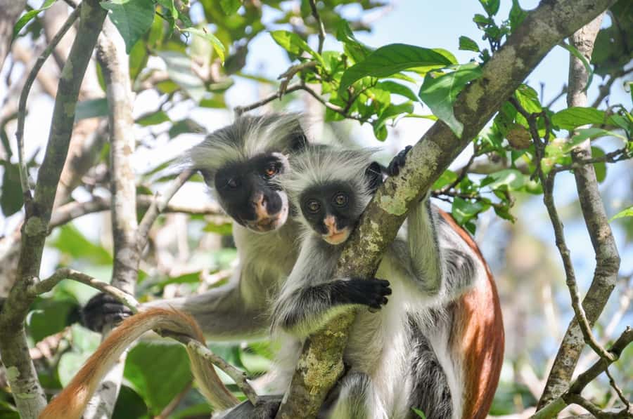 Zanzibar: Day Jozani Forest,Spice Farm,Nature and Savor Tour - Price and Value: Is $90 Fair for This Zanzibar Combo?