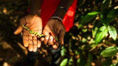 Zanzibar: Day Jozani Forest,Spice Farm,Nature and Savor Tour - Watching Red Colobus the Right Way (So You Actually See Them)