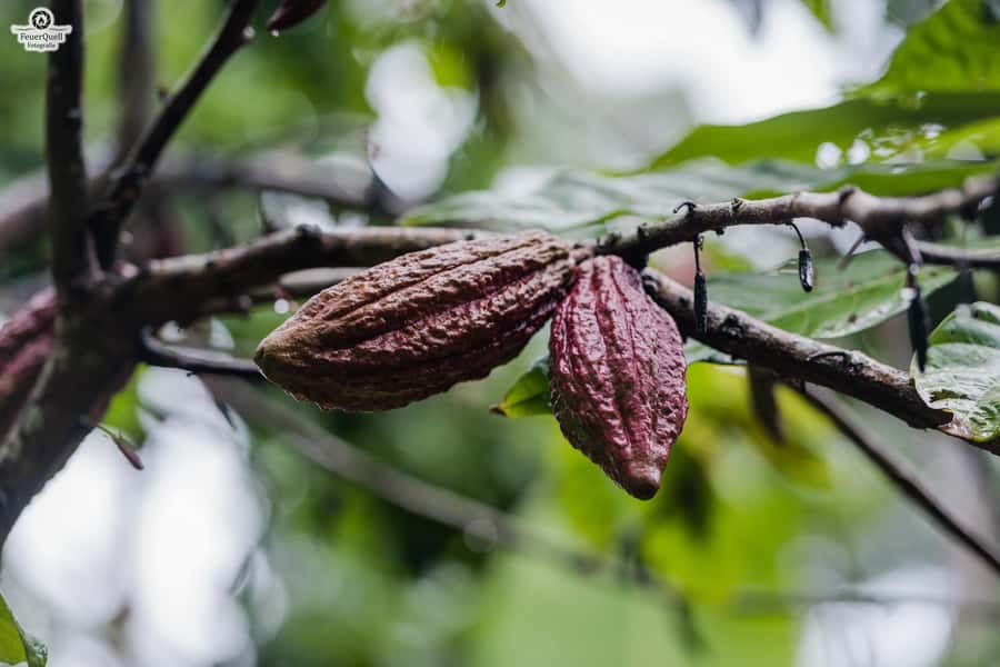 Zanzibar: Day Jozani Forest,Spice Farm,Nature and Savor Tour - What to Expect from the Group Setup