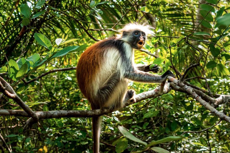 Zanzibar: Day Jozani Forest,Spice Farm,Nature and Savor Tour - What to Bring for a Smooth Day in Sun and Shade