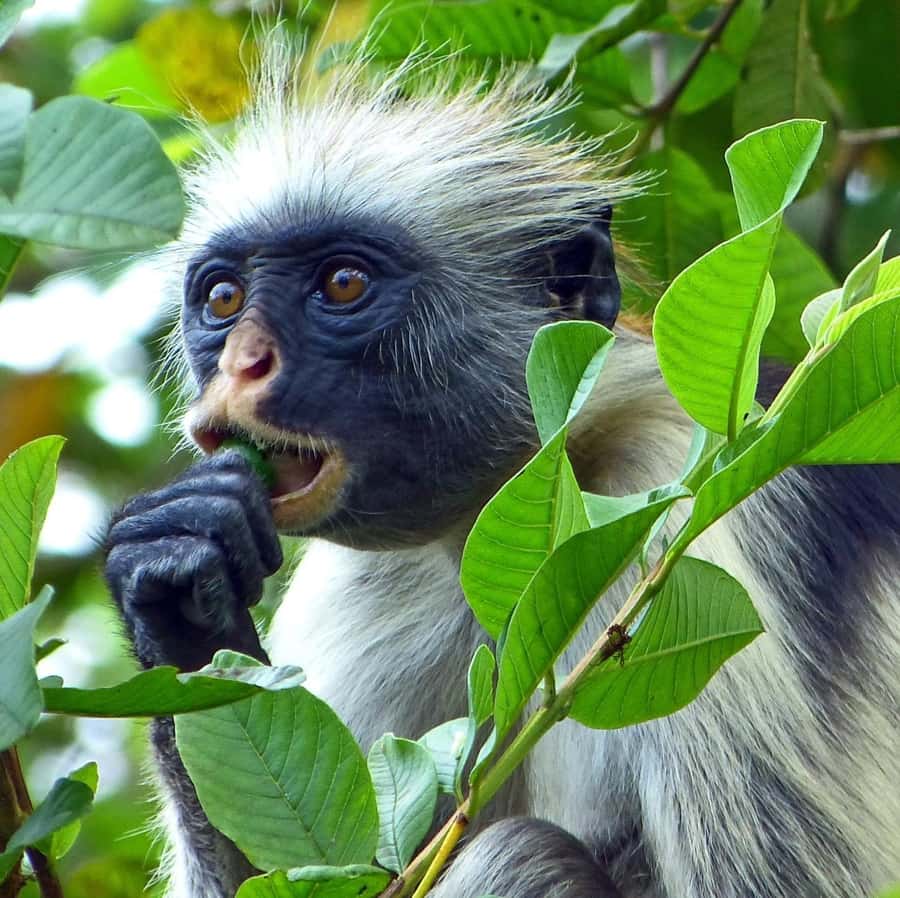 Zanzibar full day Jozani forest + Spice farm and stone town - Key Highlights You’ll Care About