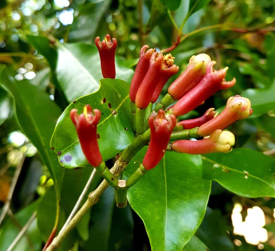 Zanzibar full day Jozani forest + Spice farm and stone town - Zanzibar Butterfly Center: A Short, Calming Community Stop
