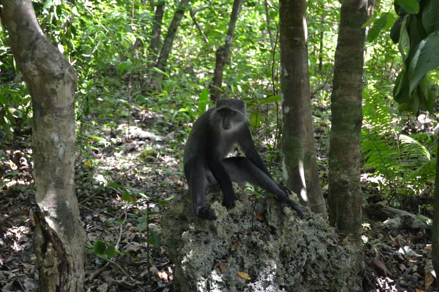 Zanzibar full day Jozani forest + Spice farm and stone town - Entering Jozani Forest National Park: Where the Red Colobus Lives