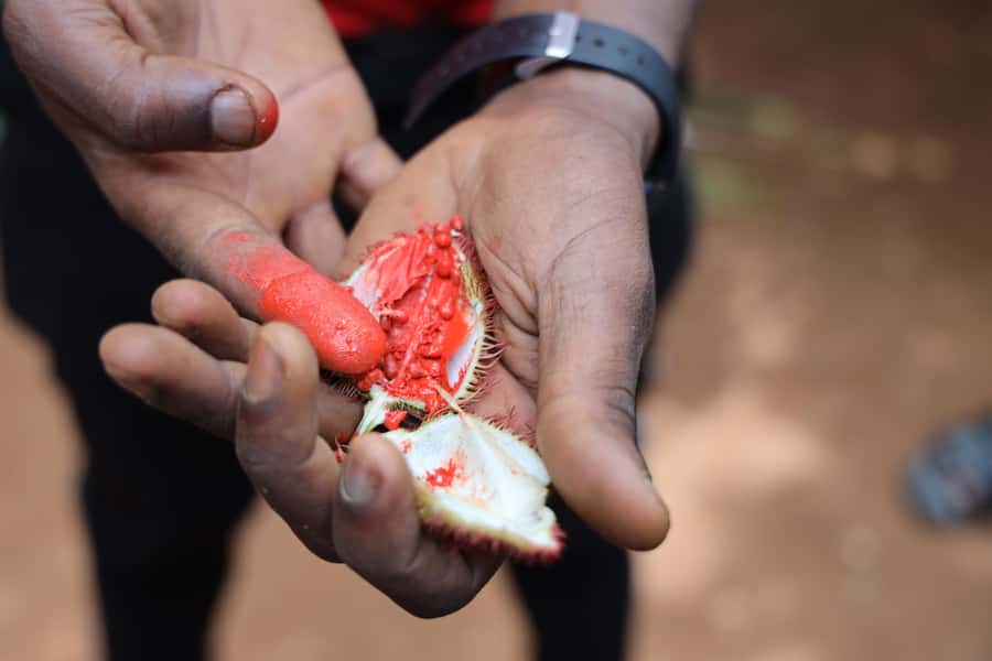 Zanzibar: Half-Day Spice Farm Tour,the flavours of Zanzibar - Why Zanzibar Is Called Spice Island (And What You’ll Learn Fast)