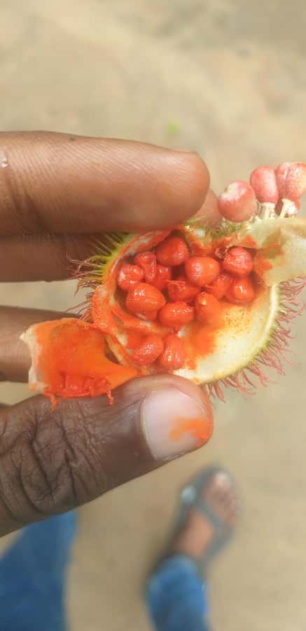 Zanzibar: Jozani Chwaka Bay National Park and Spice Farm … - Jozani Chwaka Bay: the red colobus hunt starts early