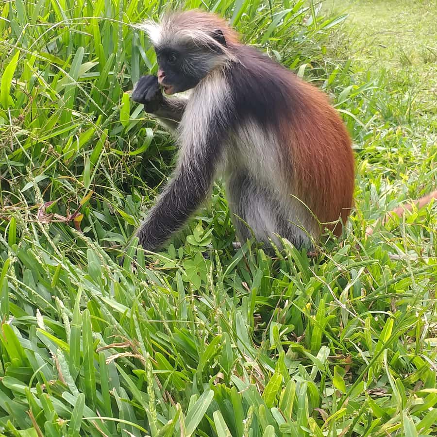 Zanzibar: Jozani Chwaka Bay National Park and Spice Farm … - Your spice farm visit: smelling vanilla and learning the process