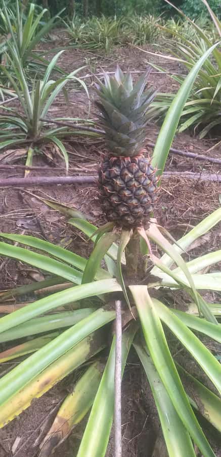 Zanzibar: Jozani Chwaka Bay National Park and Spice Farm … - Fruit tastings: what you might try (and what it means)