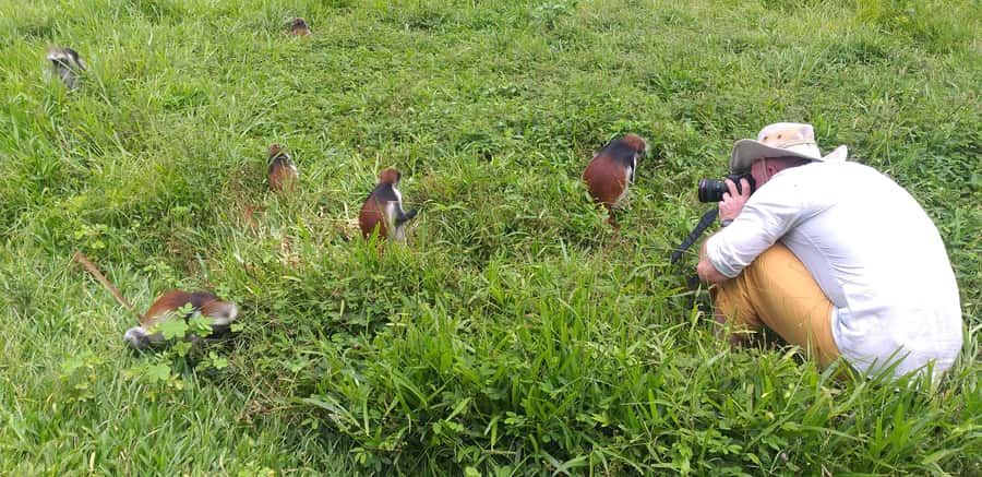 Zanzibar: Jozani Chwaka Bay National Park and Spice Farm … - The forest walk: what you’ll notice beyond monkeys